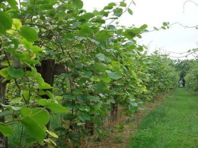 La floraison des actinidias (kiwis)