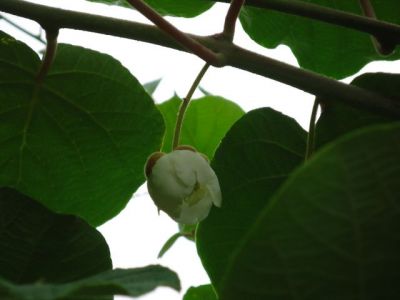 La floraison des actinidias (kiwis)