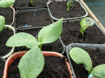 Les citrouilles... naissent !