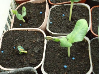 Les citrouilles... naissent !