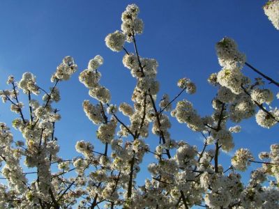 Les cerisiers en fleurs...