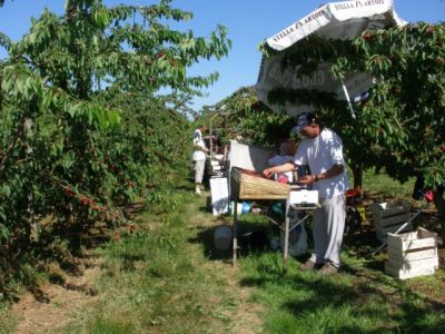 La cueillette des cerises