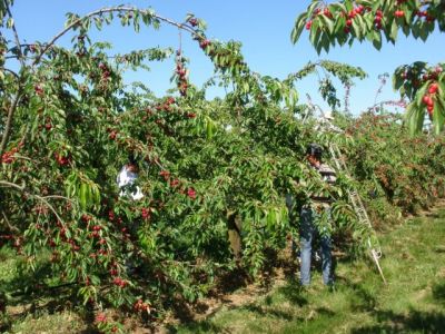 La cueillette des cerises