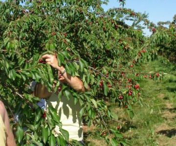 La cueillette des cerises