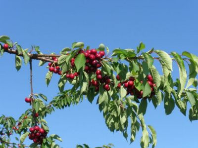 La cueillette des cerises