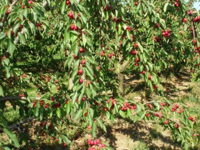 La cueillette des cerises