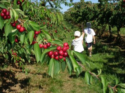 La cueillette des cerises