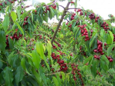 La cueillette des cerises