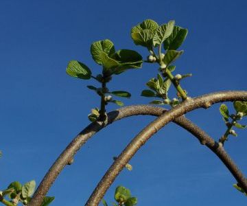 Les premières feuilles de kiwis pointent le bout de leur nez...