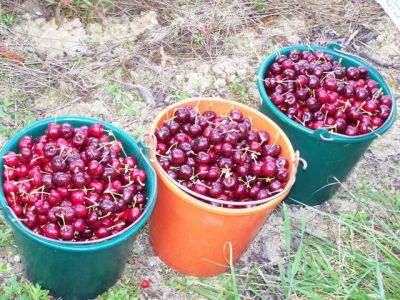 La cueillette des cerises