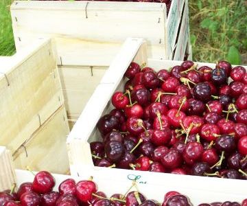 La cueillette des cerises