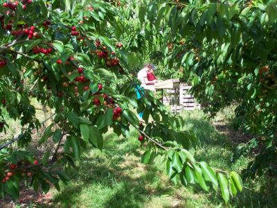 La cueillette des cerises