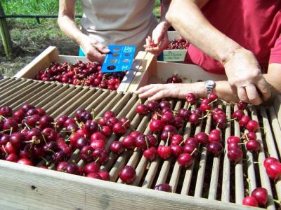 La cueillette des cerises