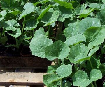 La plantation des citrouilles