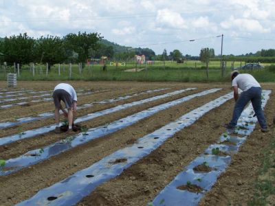 La plantation des citrouilles