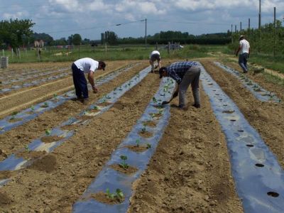 La plantation des citrouilles