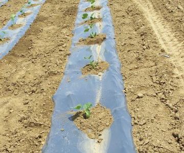 La plantation des citrouilles