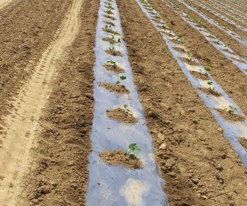 La plantation des citrouilles