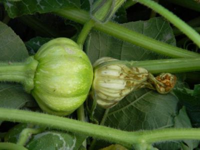 Les citrouilles en fleurs