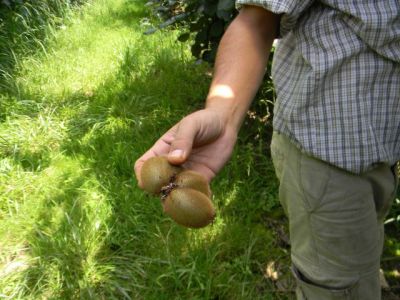 Toujours l’éclaircissage des kiwis