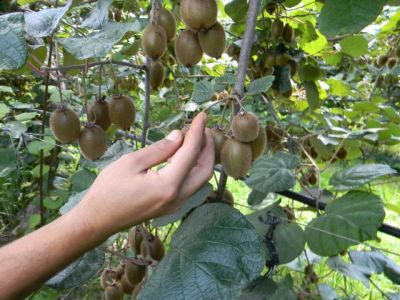 Toujours l’éclaircissage des kiwis