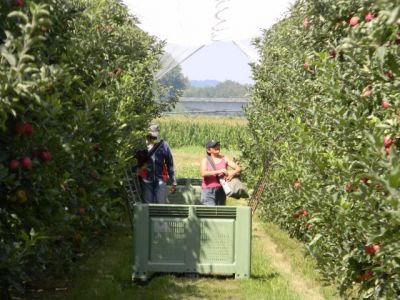 La cueillette des pommes débute