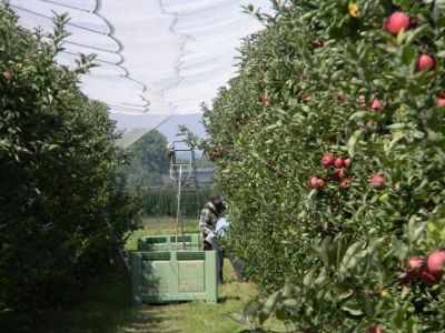 La cueillette des pommes débute