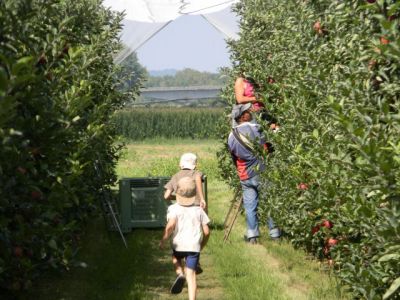 La cueillette des pommes débute