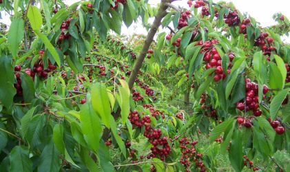 le temps des cerises....