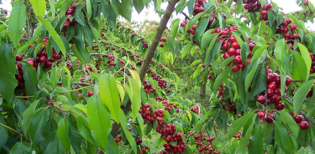 le temps des cerises....