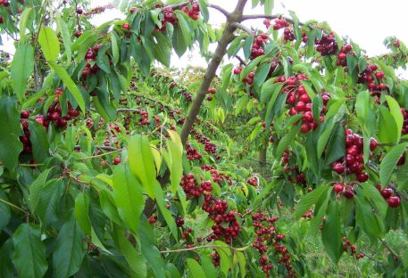 le temps des cerises....